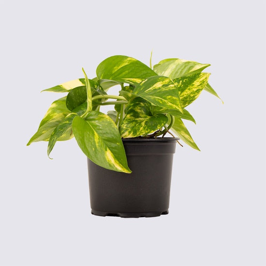 Epipremnum Golden 12cm