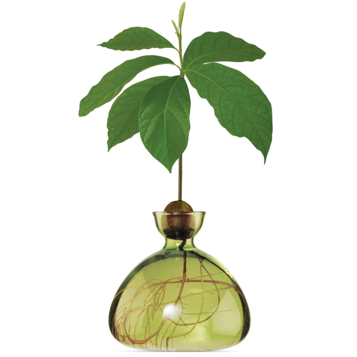 Avocado Germinating Bowls - Grass Green