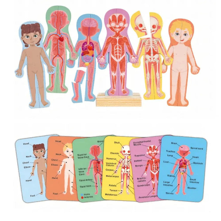 Hape Human Body Magnetic Puzzle