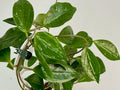 Hoya - Lim