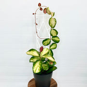 Hoya - Lisa 12cm Pot