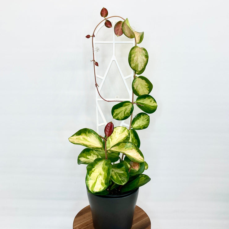 Hoya - Lisa 12cm Pot