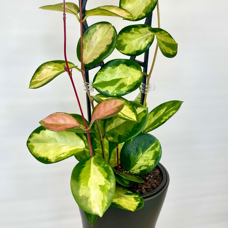 Hoya - Lisa 12cm Pot