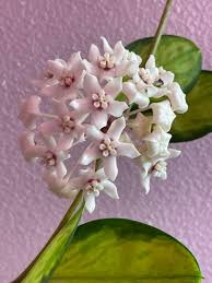 Hoya - Lisa 12cm Pot
