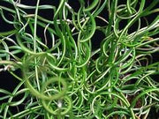 Jancus Effuses Corkscrew Plant 11cm
