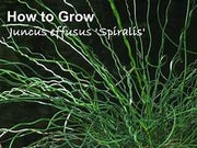 Jancus Effuses Corkscrew Plant 11cm