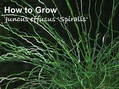 Jancus Effuses Corkscrew Plant 11cm