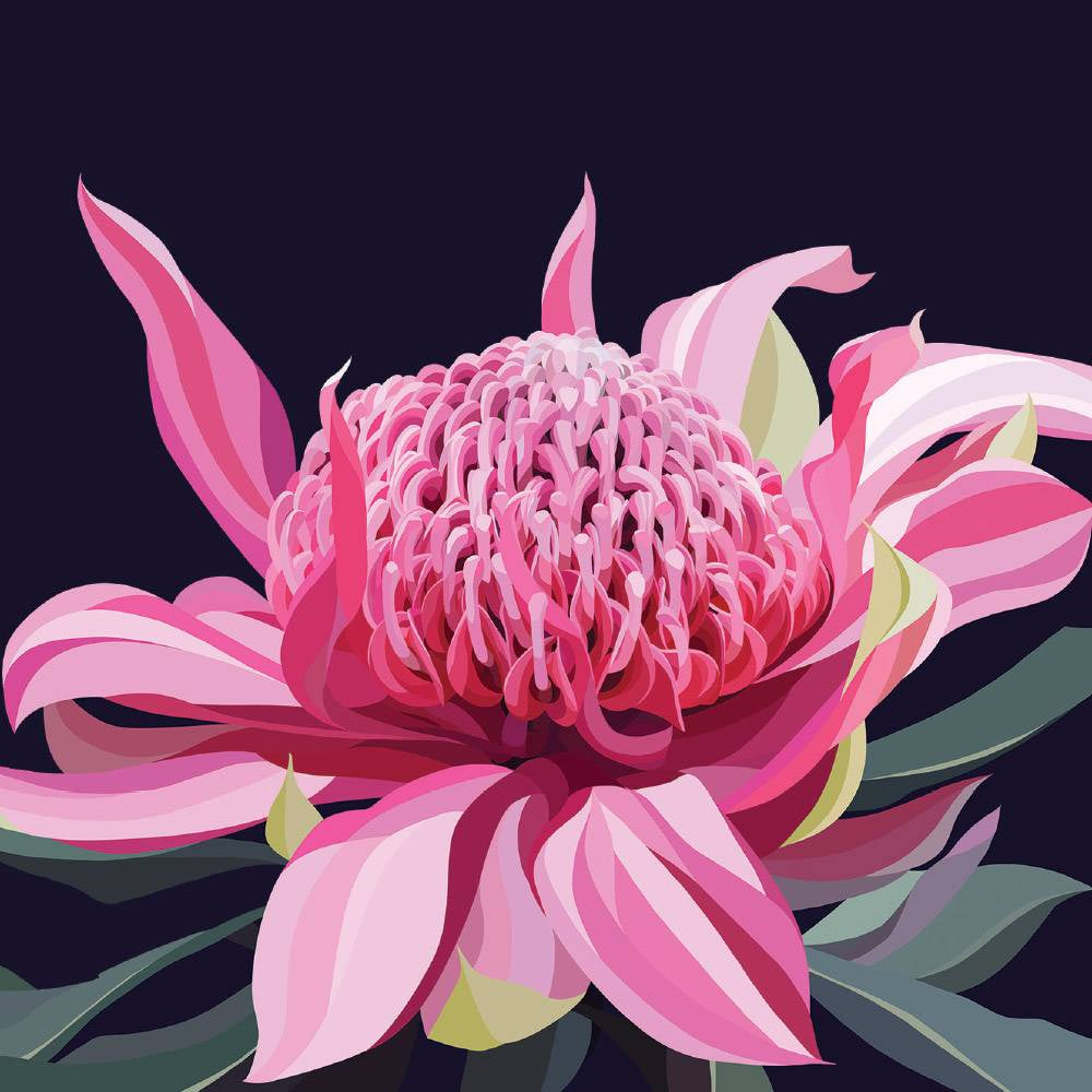 Blooming Waratah General Card