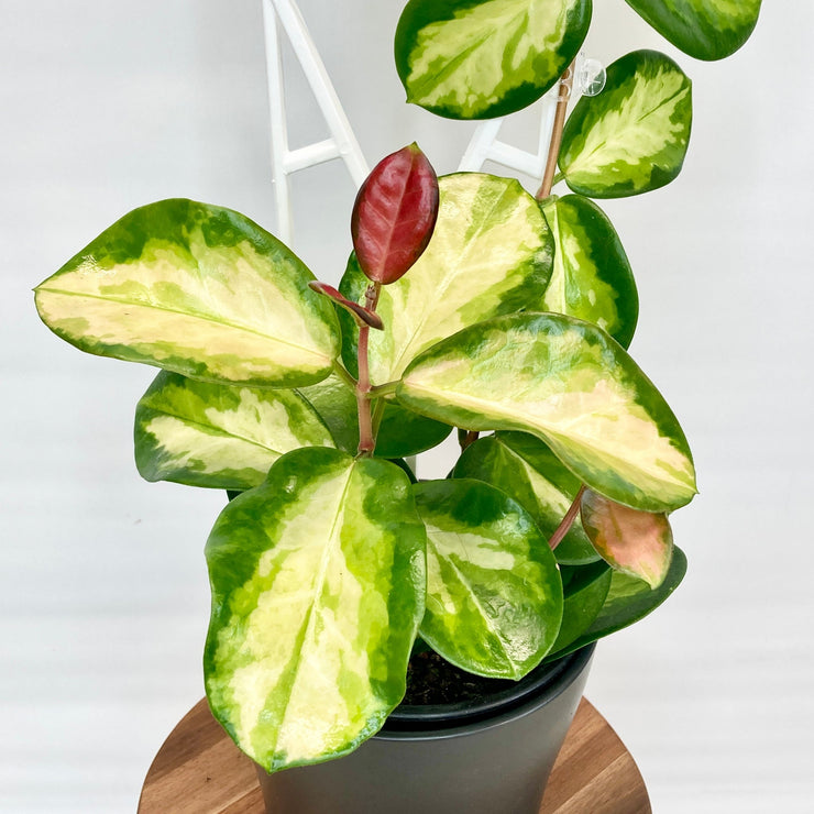 Hoya - Lisa 12cm Pot