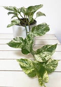 Epipremnum Marble Queen