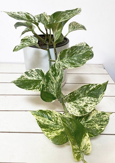 Epipremnum Marble Queen