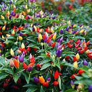 Mini Capsicum Plants 12cm
