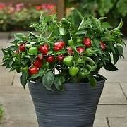 Mini Capsicum Plants 12cm