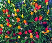 Mini Capsicum Plants 12cm