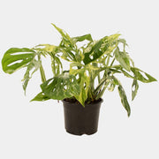 Monstera Monkey Mas - Mint 14cm