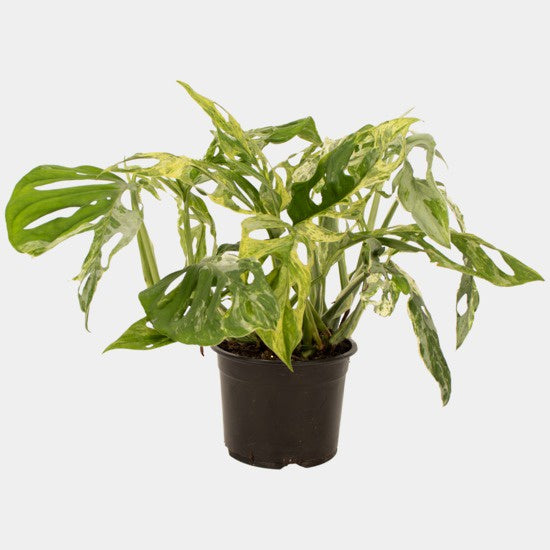 Monstera Monkey Mas - Mint 14cm