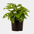 Monstera - Monkey Mask