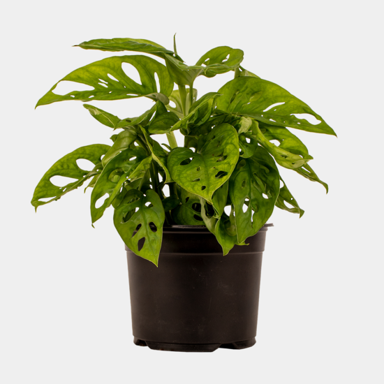 Monstera - Monkey Mask