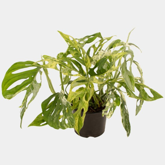 Monstera Monkey Mas - Mint 14cm