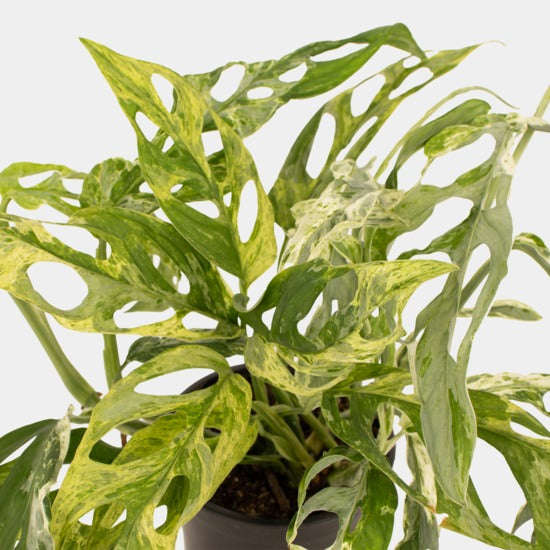 Monstera Monkey Mas - Mint 14cm