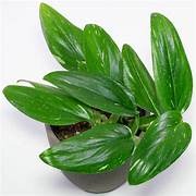 Monstera Standleyana 17.5cm Basket