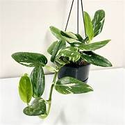 Monstera Standleyana 17.5cm Basket