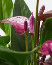 Mothers Day Anthurium Flamingo Flower Special - Includes Pot