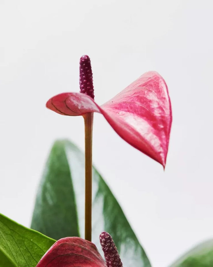 Mothers Day Anthurium Flamingo Flower Special - Includes Pot