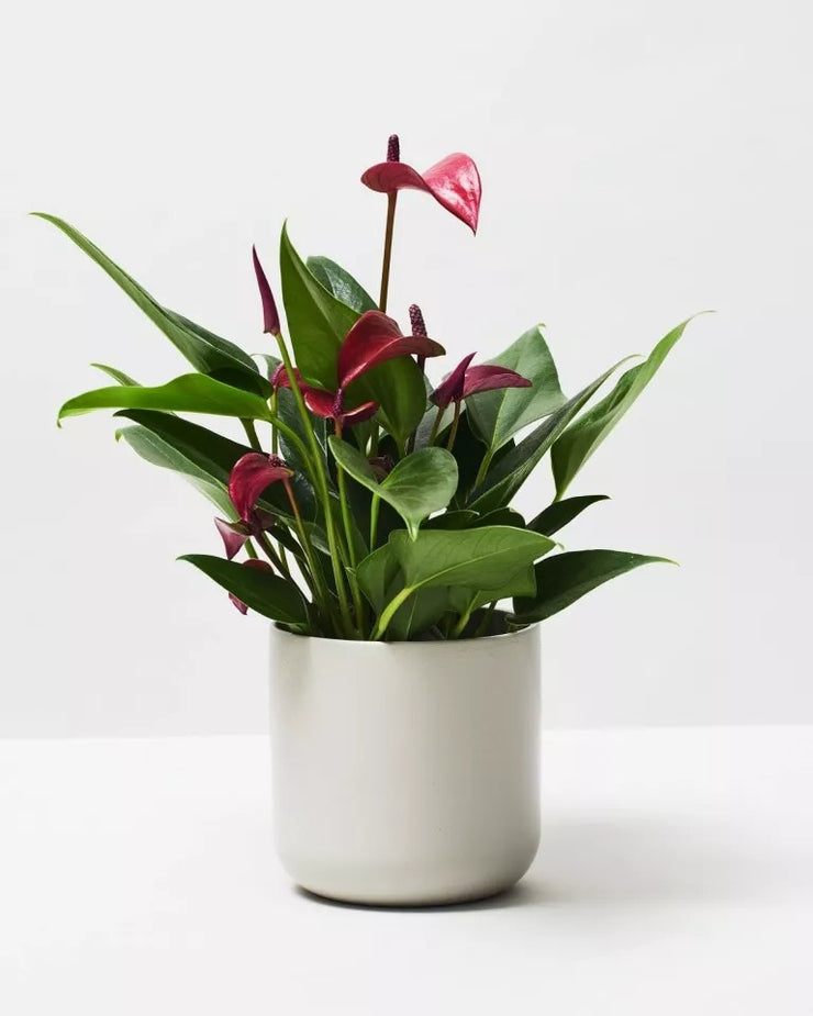 Mothers Day Anthurium Flamingo Flower Special - Includes Pot