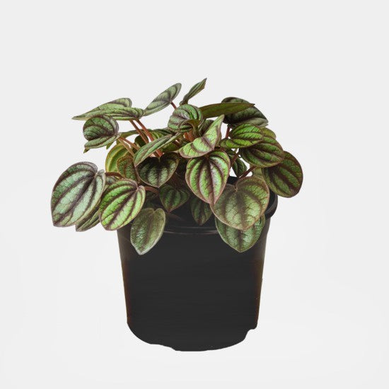 Peperomia Piccolo Banda - 12cm