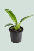 Philodendron Martianum Fat Boy 20cm