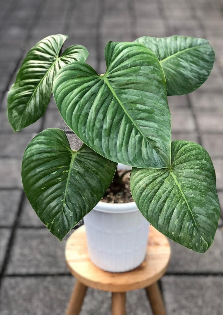 Philodendron Sodiroi - 17cm
