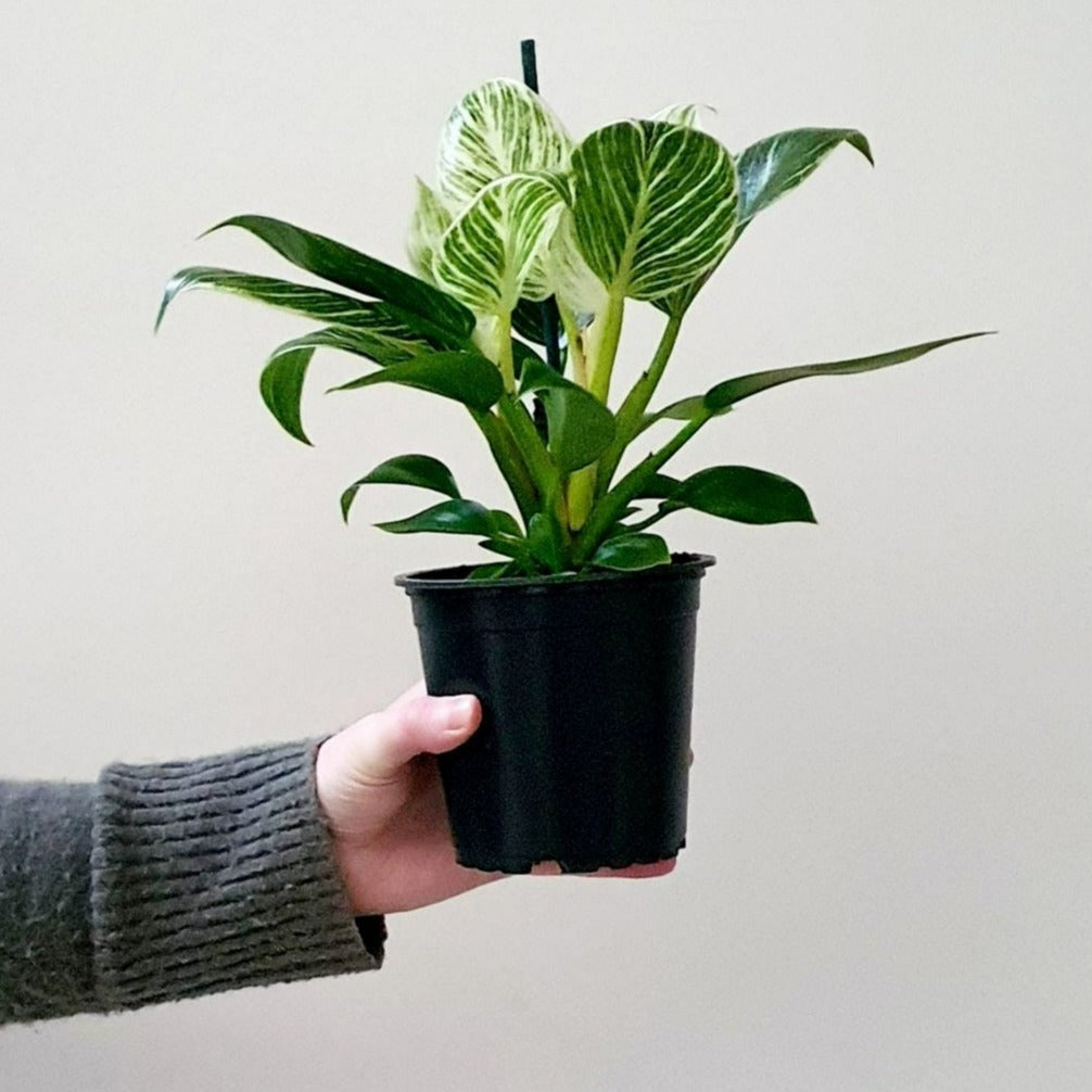 dieffenbachia birkin Philodendron Birkin – Spacecraft Creative