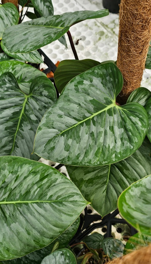 Philodendron Sodiroi - 17cm