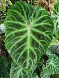 Philodendron Verrucosum - 17cm