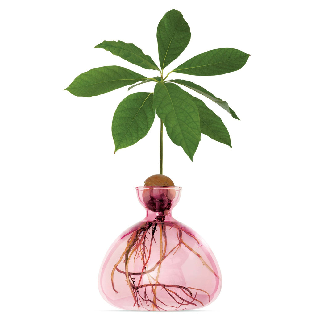 Avocado Germinating Bowls - Rose Pink