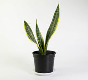 Sanseveria Superba