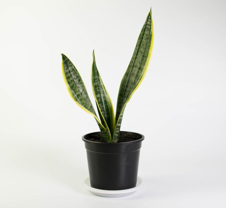 Sanseveria Superba