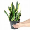 Sanseveria - Black Gold - 14cm