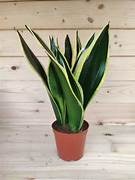 Sanseveria - Black Gold - 14cm