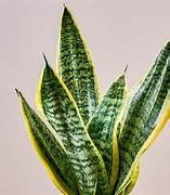 Sanseveria Superba