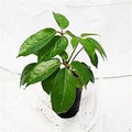 Schefflera Alpine 14cm