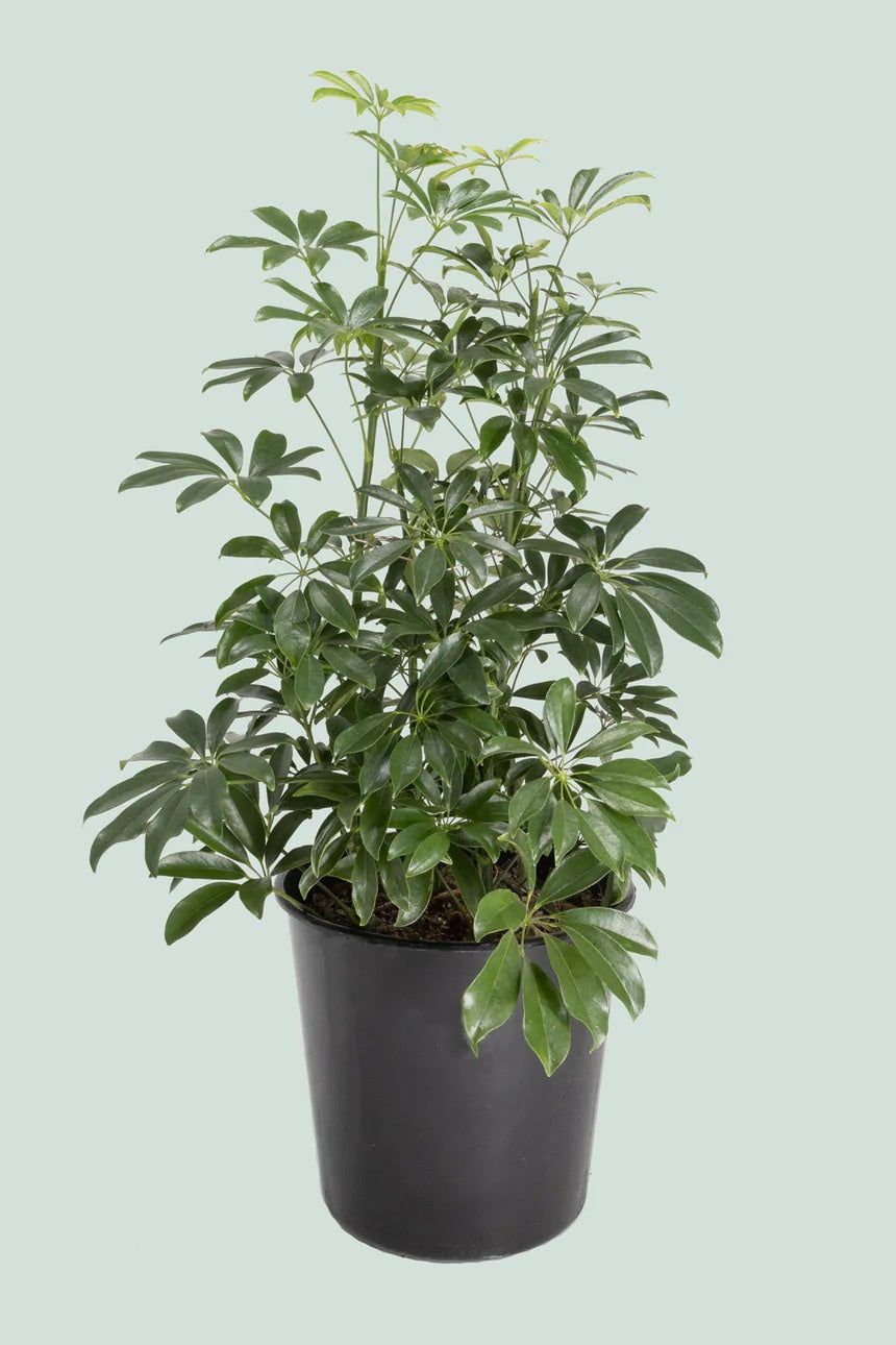 Schefflera Arboricolor