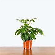 Schefflera Alpine 14cm
