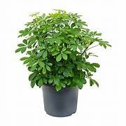 Schefflera Arboricolor 25cm