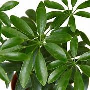 Schefflera Arboricolor 25cm