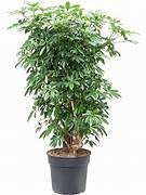 Schefflera Arboricolor