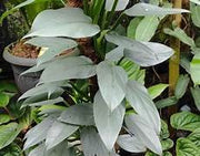Philodendron Silver Arrow - 20cm