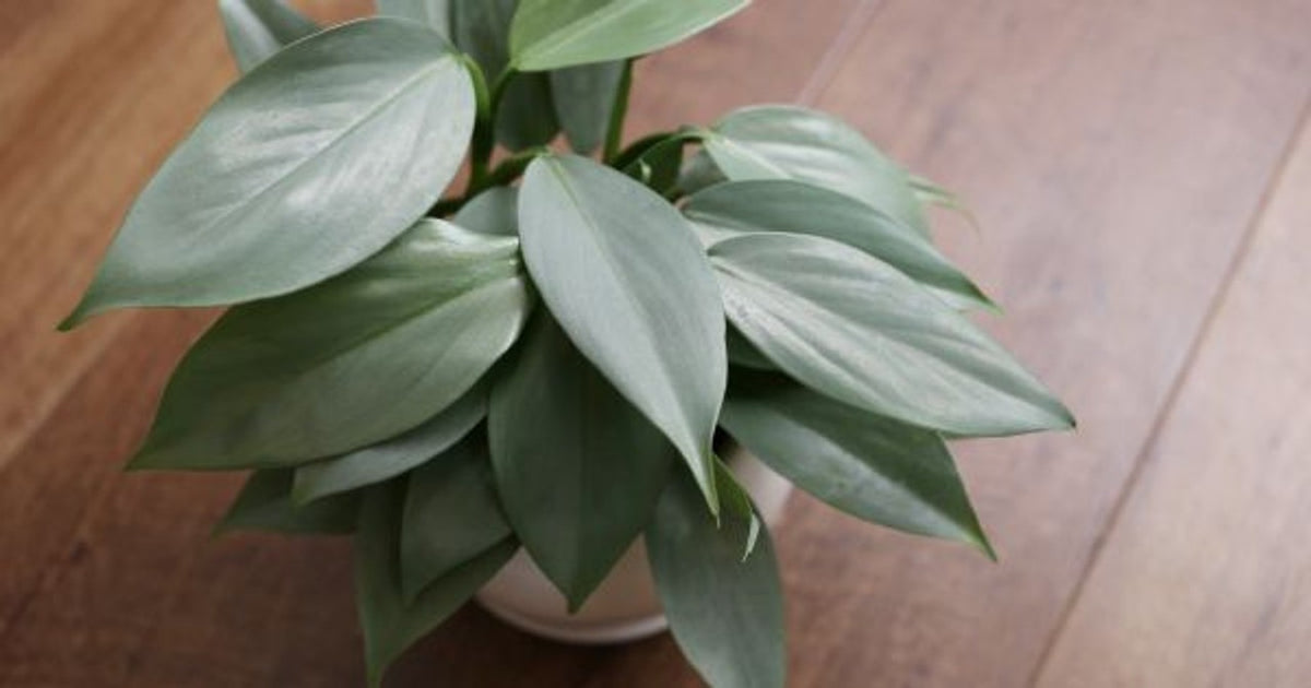 Philodendron Silver Arrow - 20cm