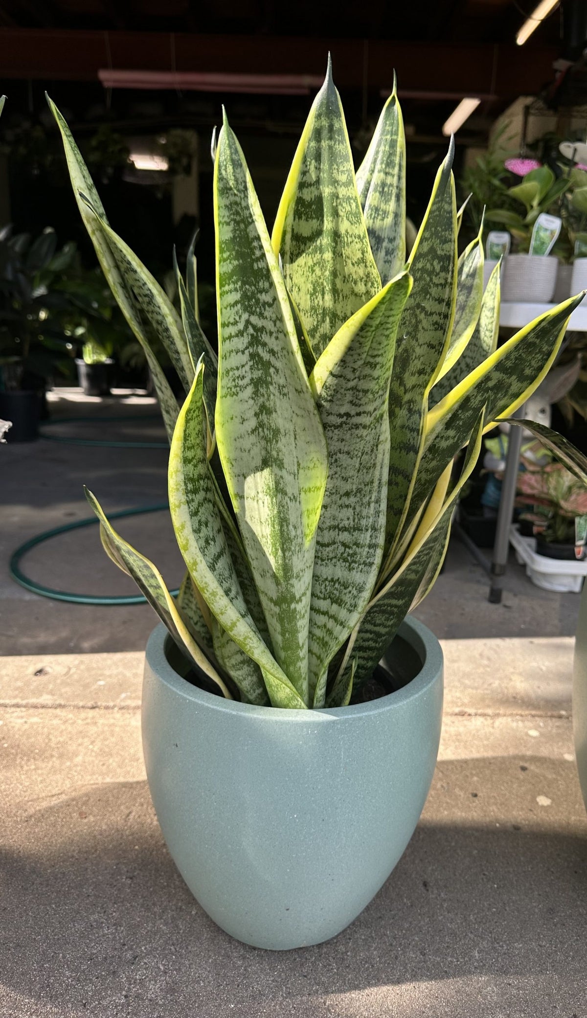 Sanseveria Superba